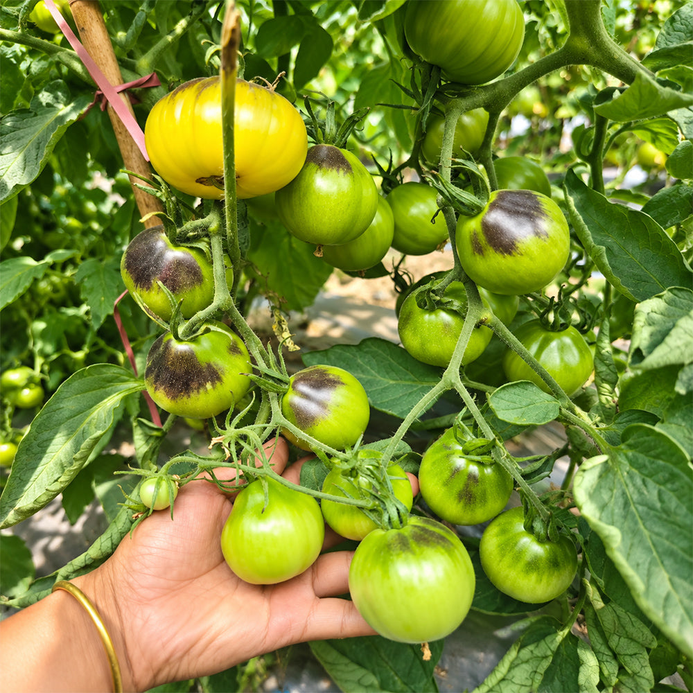 538 Almower Black Dwarf Tomato