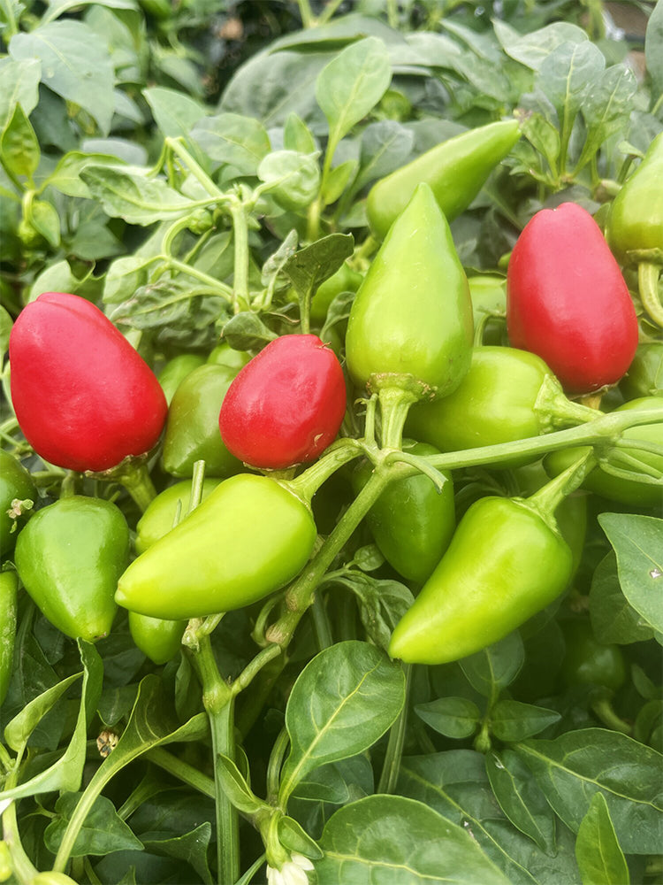'Yanjiao No.801 Strawberry' Medium Spicy Heaven-facing Chili Hybrid