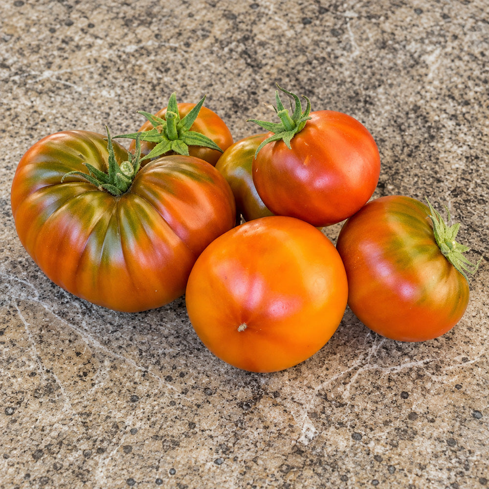 237 Dwarf Copperhead Tomato