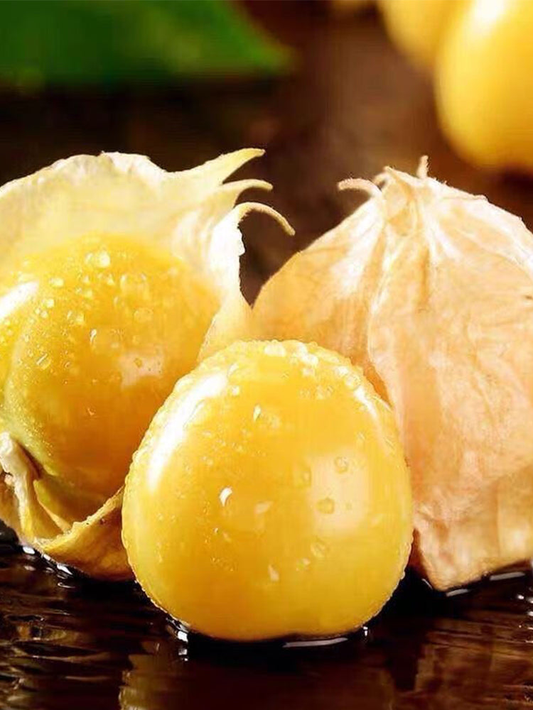 Ground cherry (Physalis pruinosa)