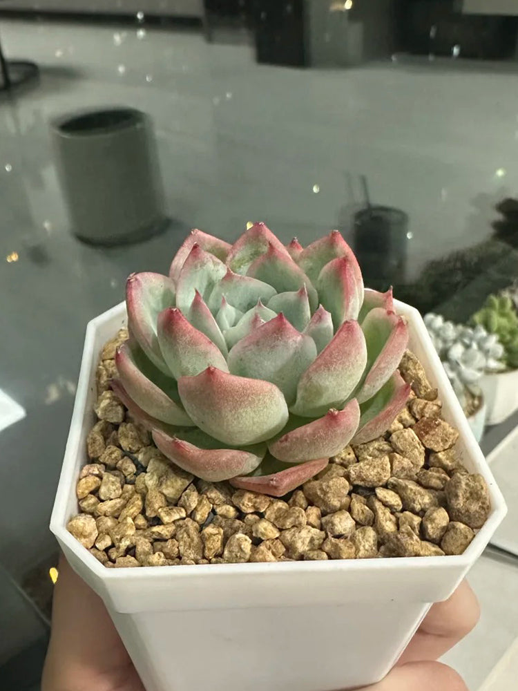 Echeveria chihuahuaensis