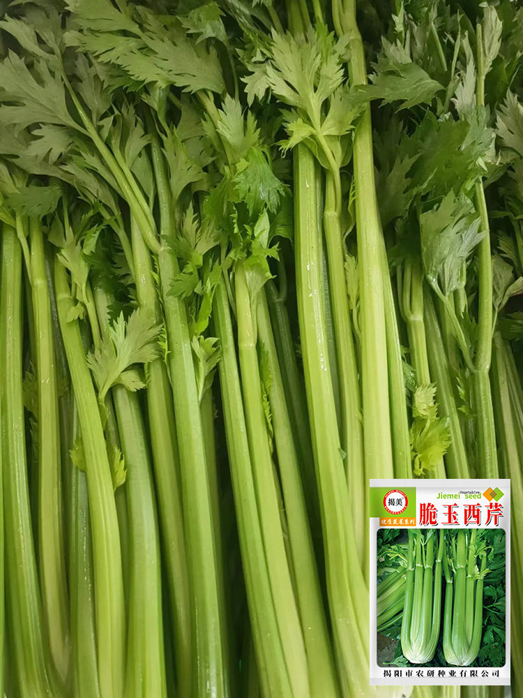Crispy Jade Celery