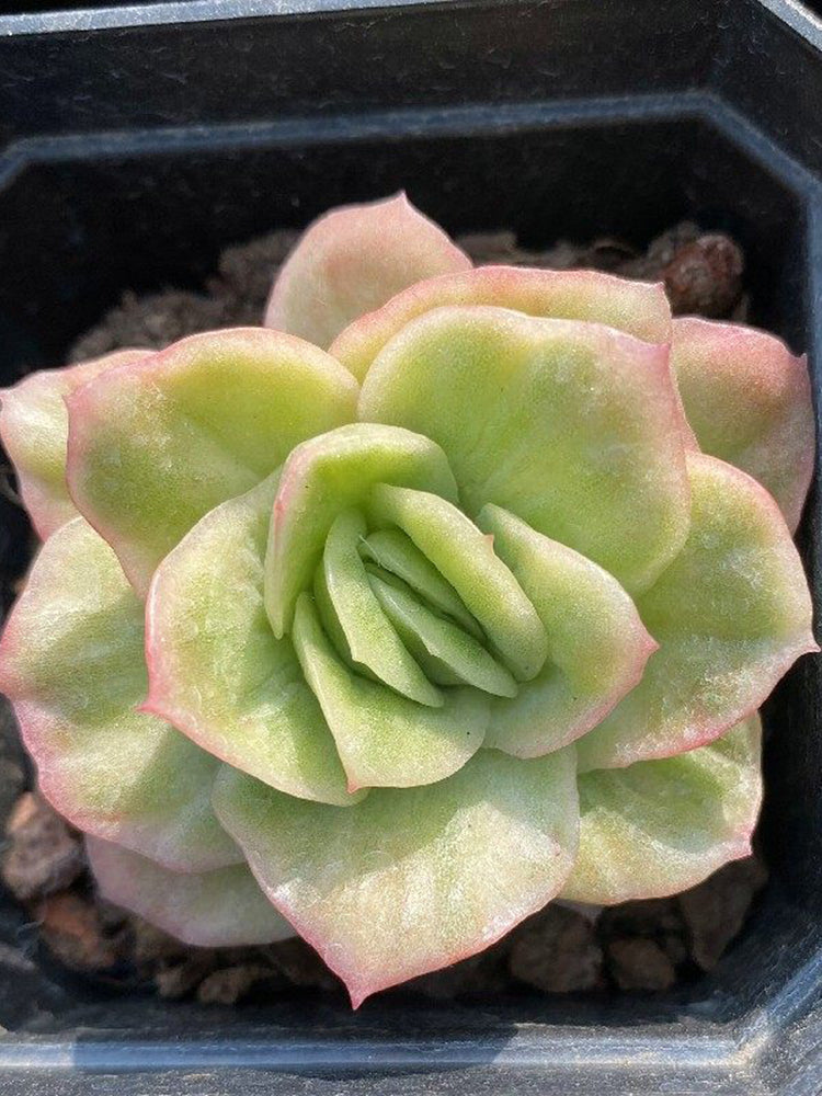 Echeveria 'Pinkola'