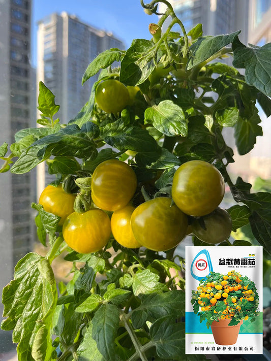Dwarf Yellow Potted Cherry Tomato