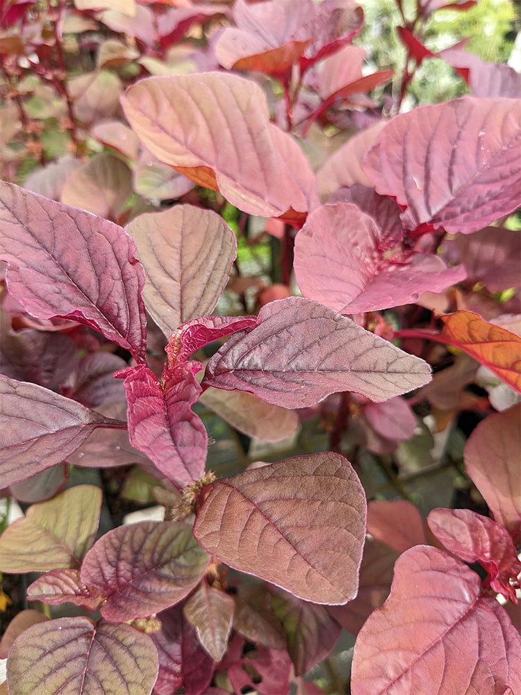 Red Round Leaf Amaranth