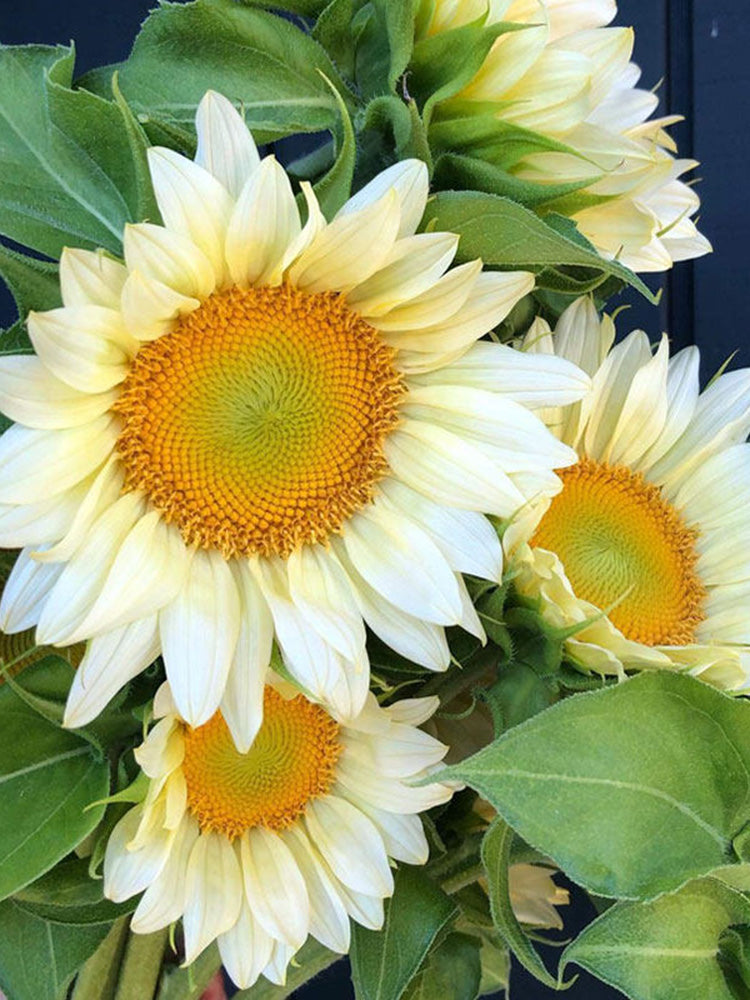 'White Moonlight' Sunflower
