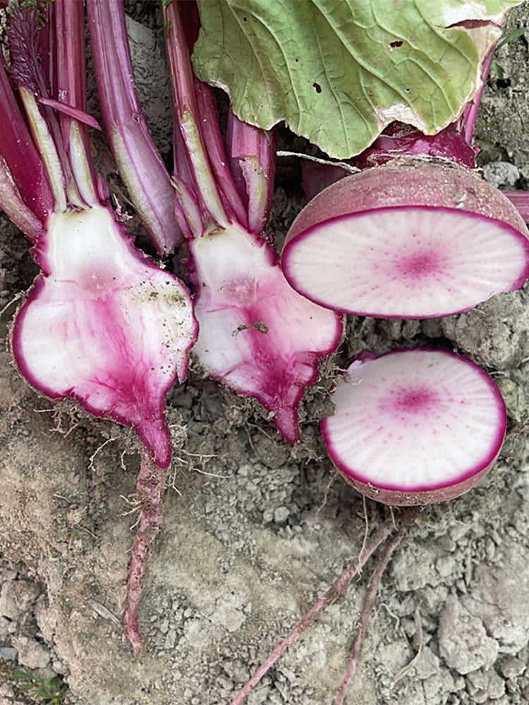 'Aizhenhong' Turnip
