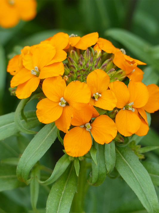Orange Wallflower