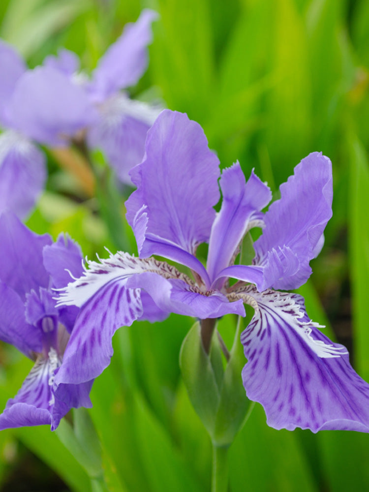 Blue Butterfly Iris