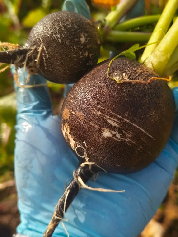 Black Skin Cherry Radish