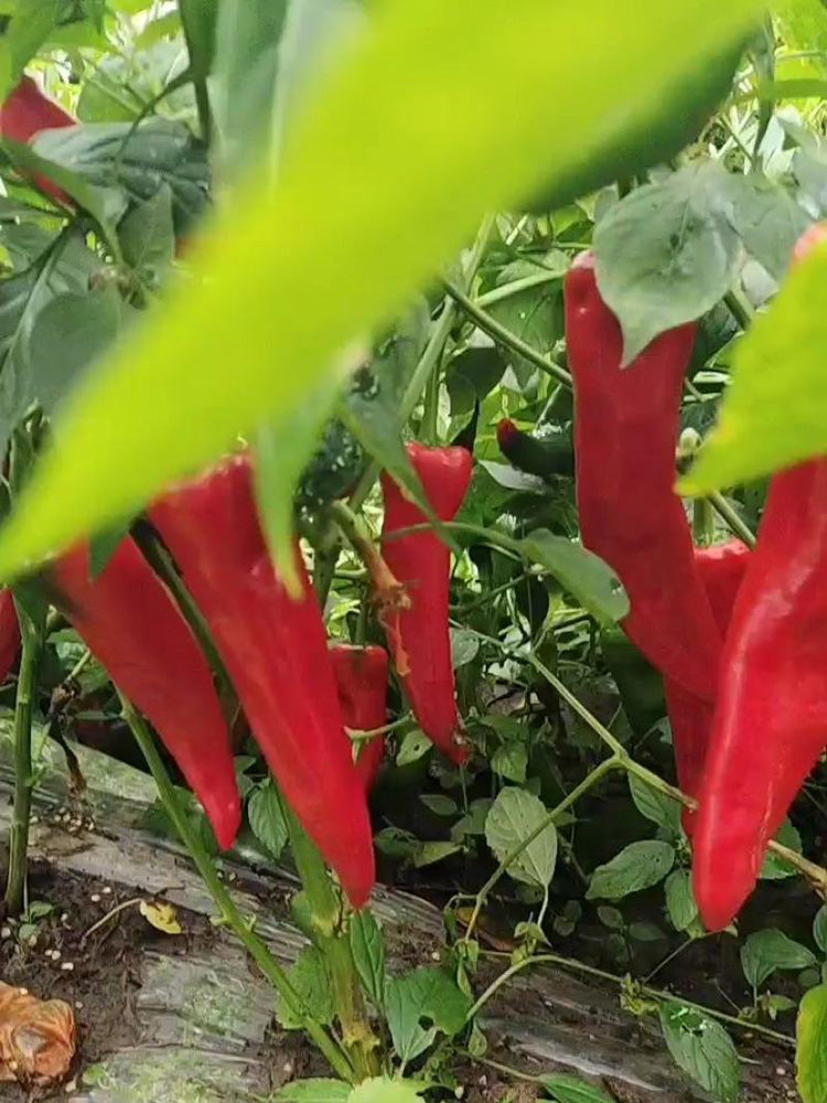 Extra Spicy 'La Mei Zi' Pepper