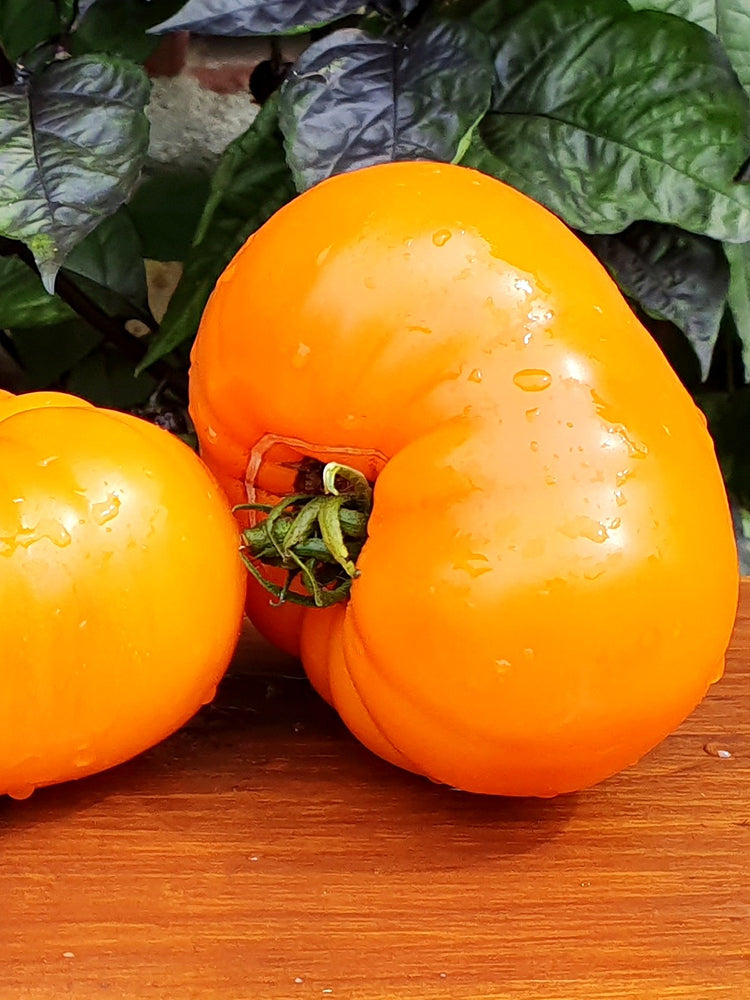 'Peaches and Cream' Tomato