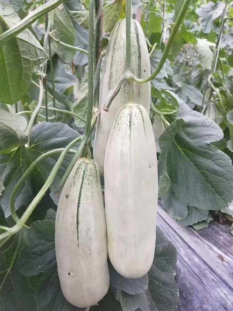 Flying 72 Sweet Melon F1 Hybrid