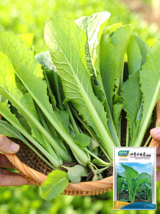 Four Seasons Bok Choy