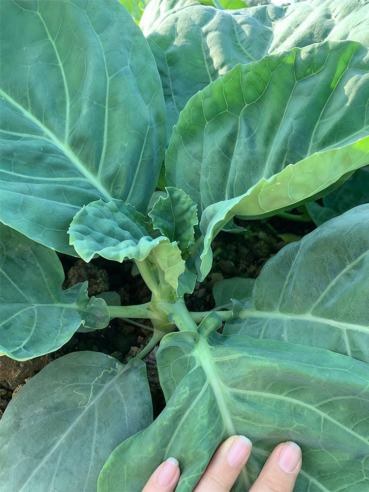 Sweet-Crispy 'Zhouye' Chinese Kale