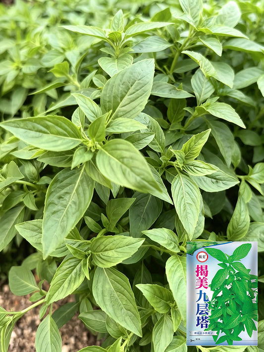 Chaozhou Jin Bu Huan Thai Basil