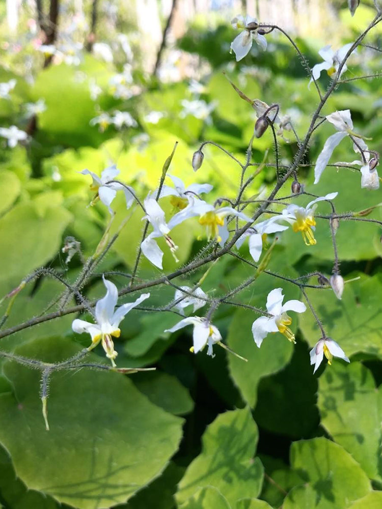 Epimedium Brevicornu, Round Leaf