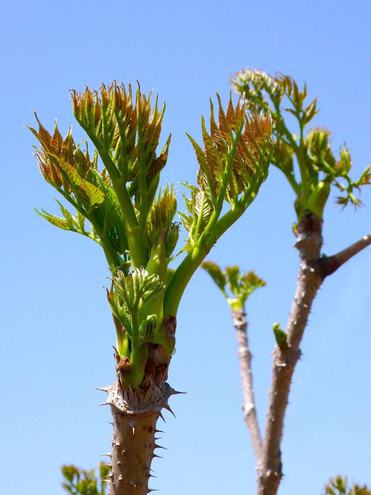 Aralia Shoots