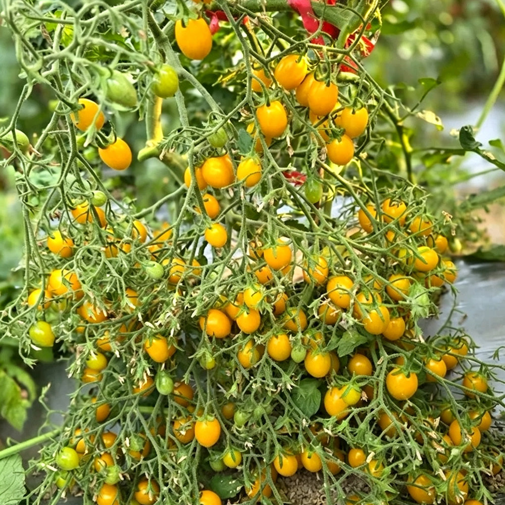 625 Sun Bunnies Multiflora Tomato