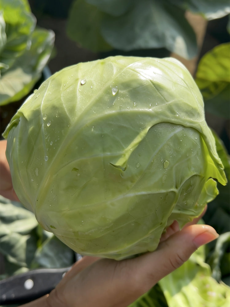 'Xingyou' Fruit Cabbage