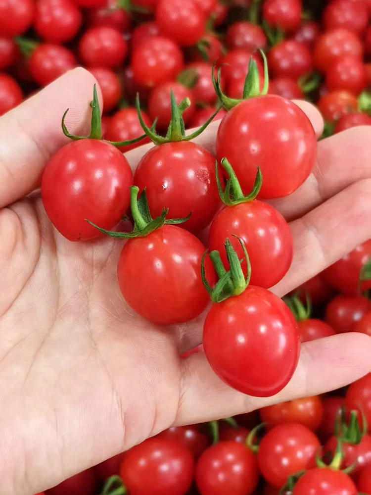 Fen Meina Cherry Tomato