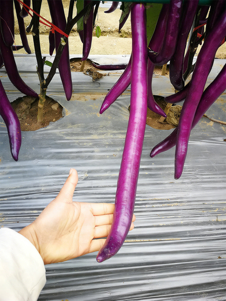 Hangzhou Red Eggplant
