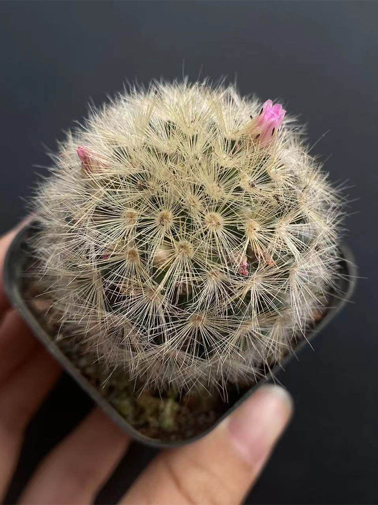 Mammillaria carmenae