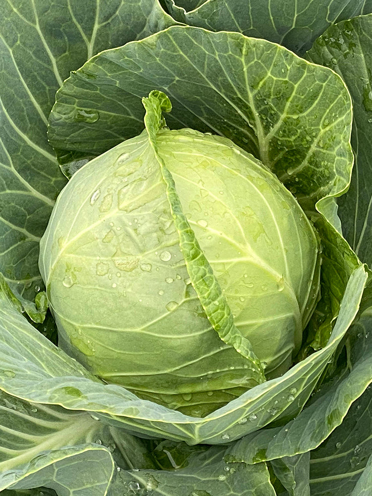 Iron Green 45 Cabbage