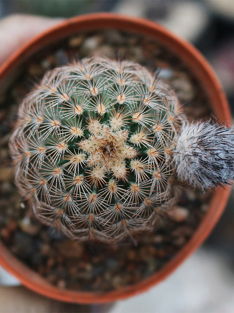 Echinocereus melanocentrus