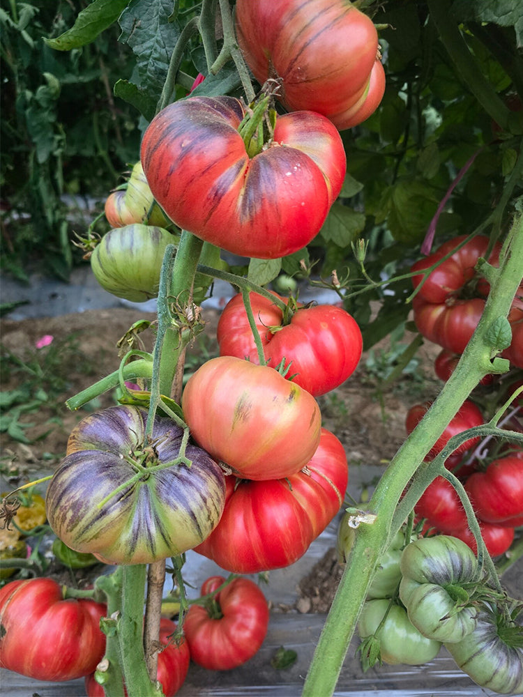 Crimson Long Skirt Tomato