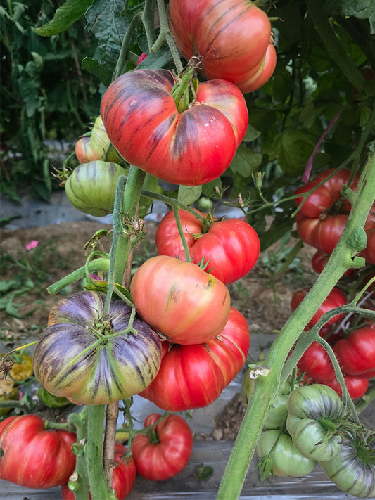 1038 Crimson Long Skirt Tomato