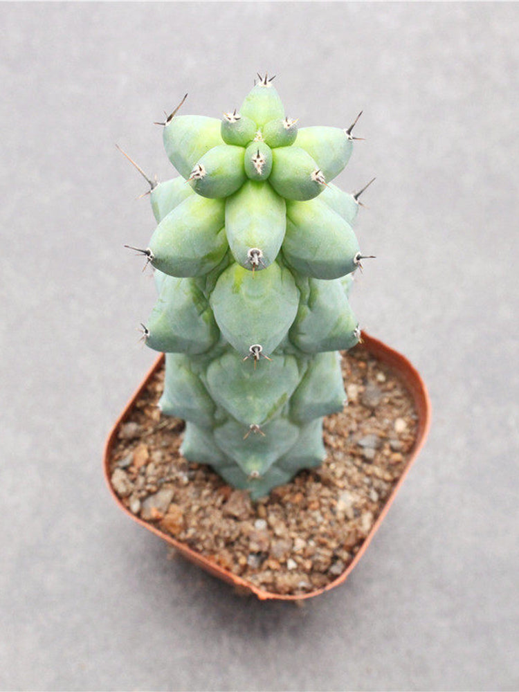 Myrtillocactus geometrizans 'Fukurokuryuzinboku'