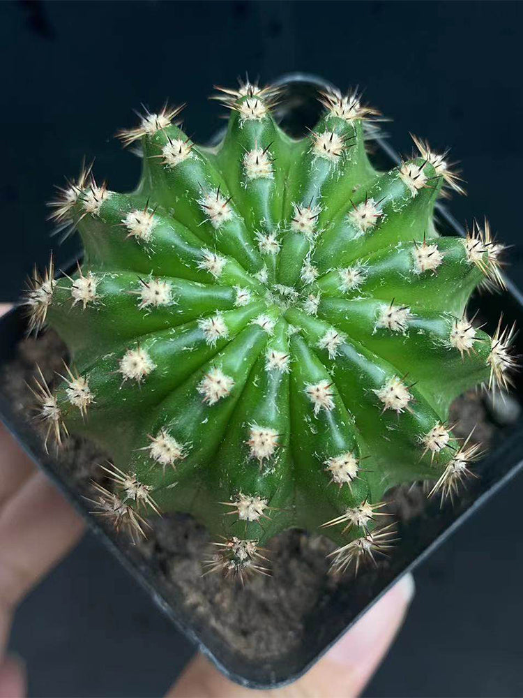 Echinopsis hybrid 'Nongtaojin'
