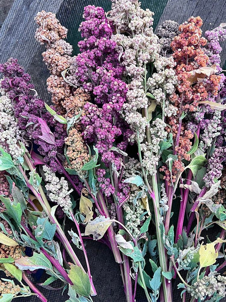 Tri-Color Quinoa