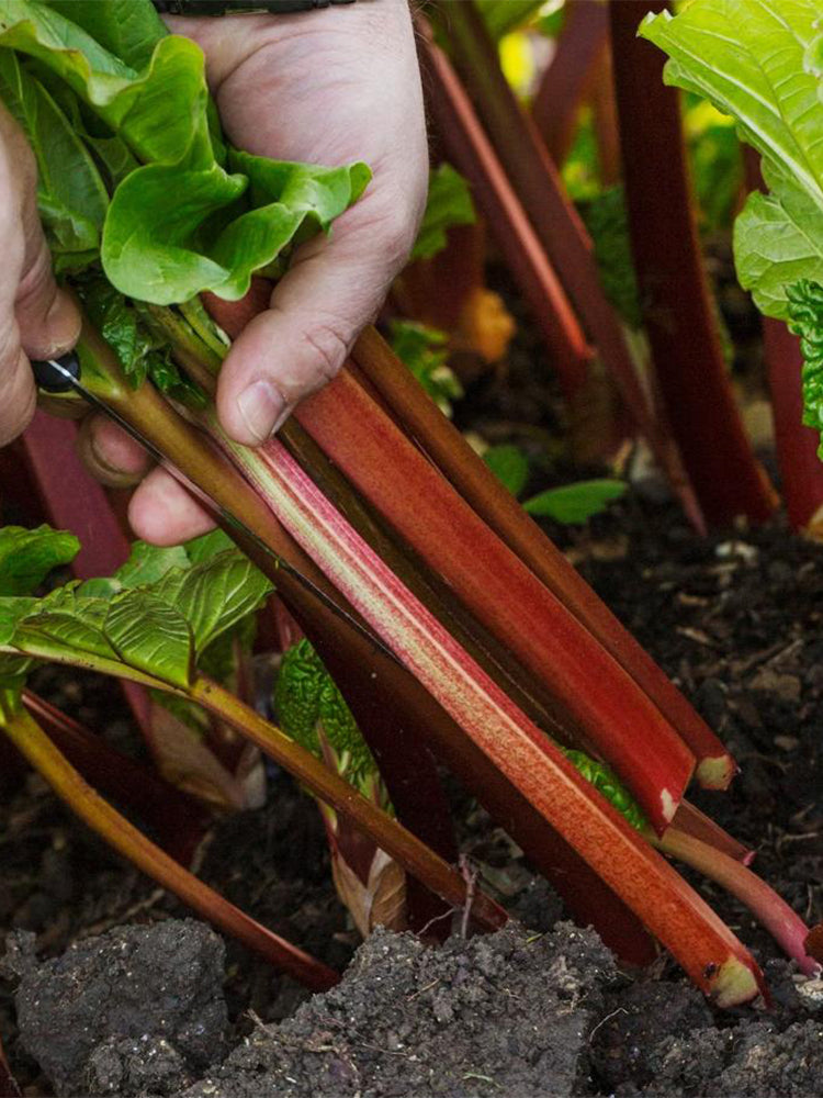 Garden Rhubarb