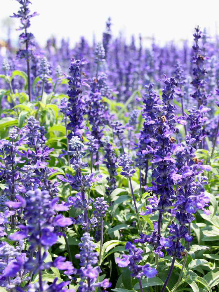 Blue Hyssop Herb