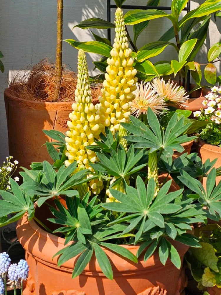Yellow Lupin
