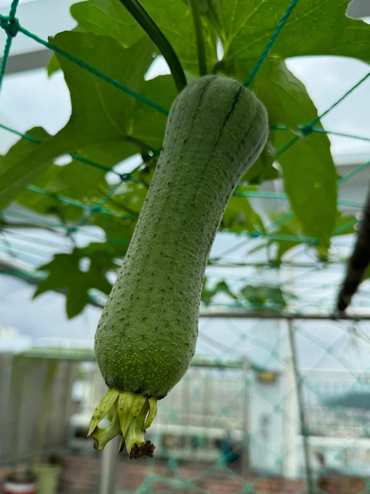 Yucui Sponge Gourd
