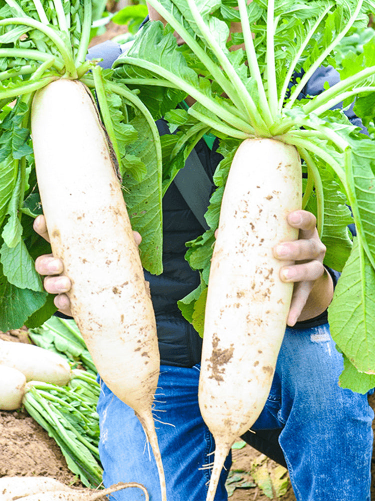 'Hanyuchun' White Radish