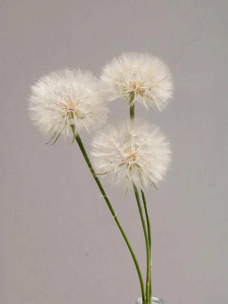Giant Dandelion (Tragopogon orientalis)
