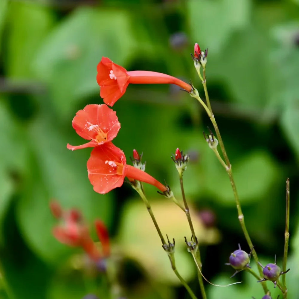 W956 Orange-Red Roundleaf Morning Glory