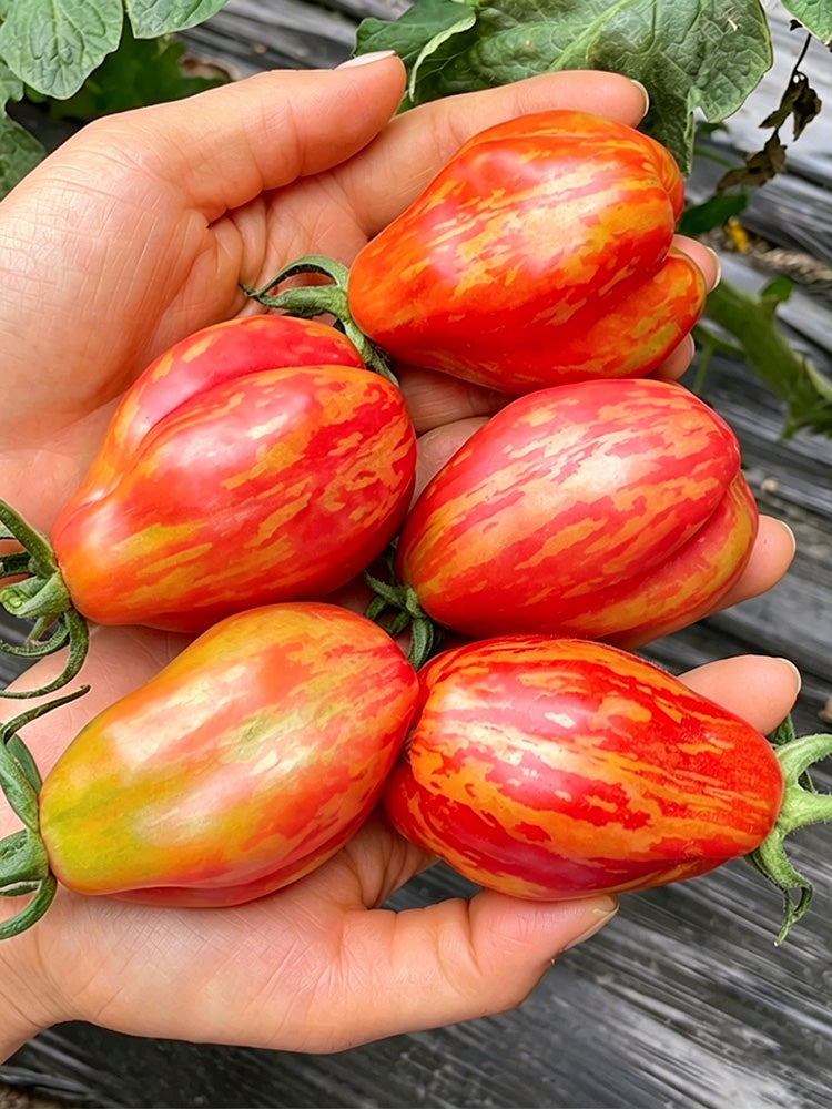 Red Pear Tomato