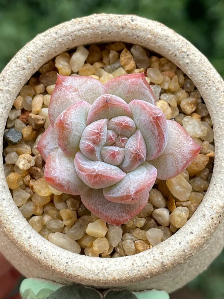 Echeveria cv. 'Pink Diamond'