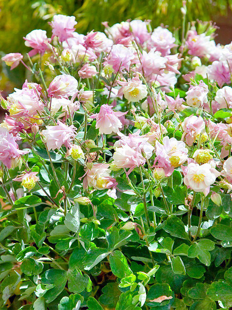 Aquilegia vulgaris 'Crown'