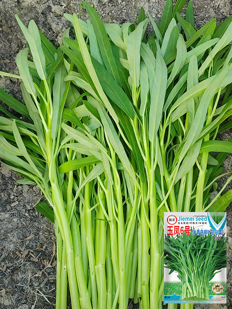 YuFeng No.6 Water Spinach
