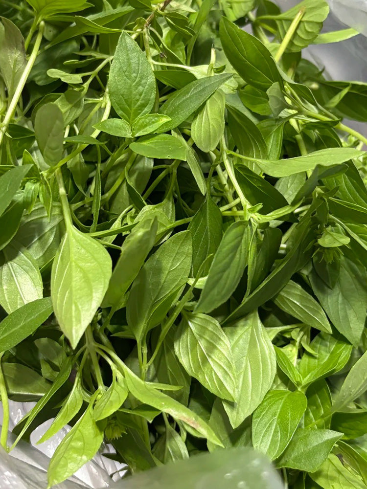 Chaozhou Jin Bu Huan Thai Basil