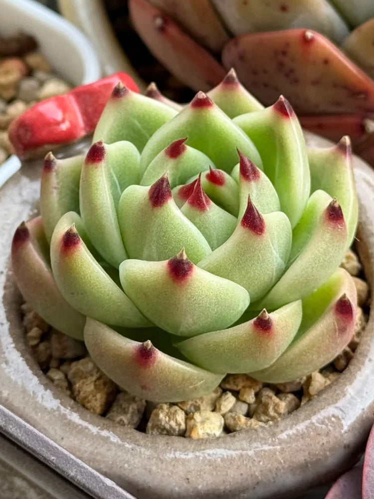 Echeveria Agavoides 'Blue Dragon'