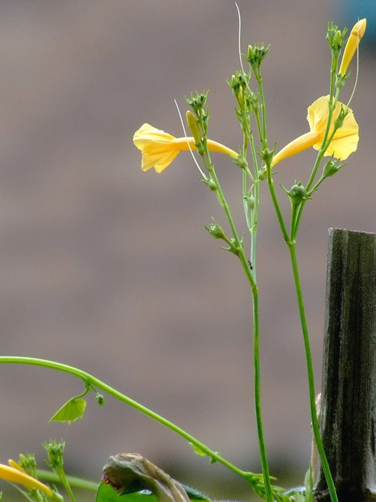 Yellow Little Cow Morning Glory
