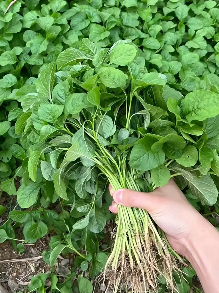 'Alishan' White Amaranth