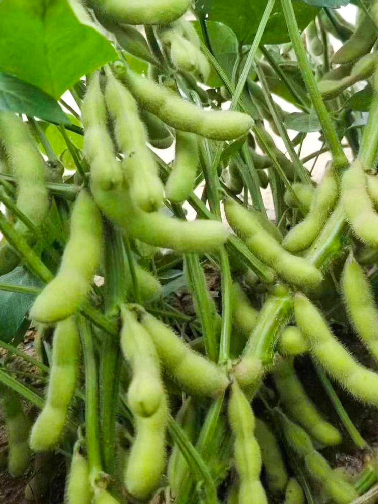 Jiaoda No.18 Edamame